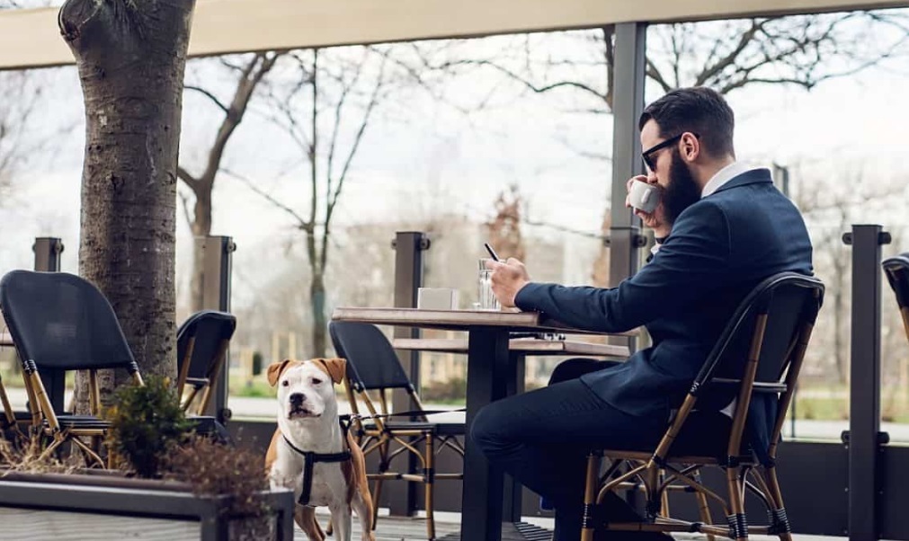 Which Popular Restaurants and Cafés also serve Food for Your Dog?