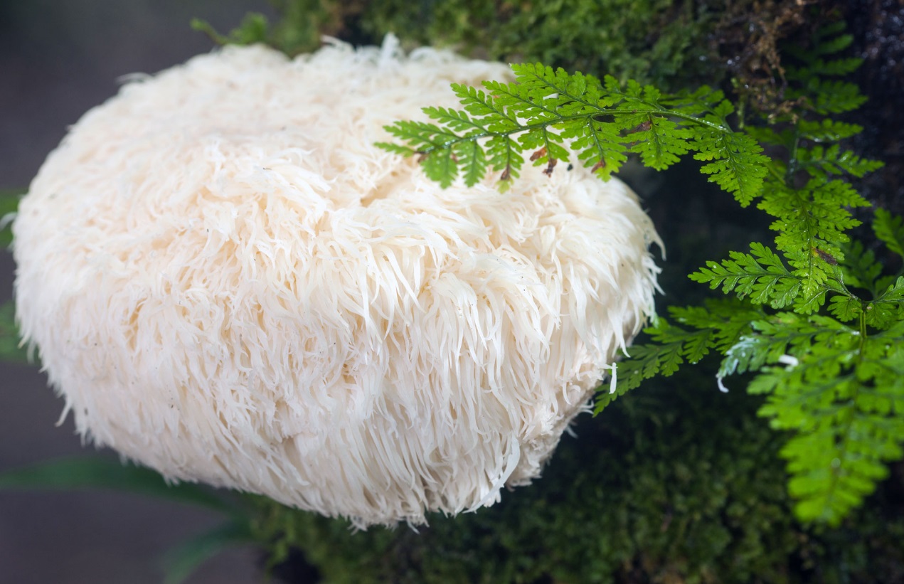 What are the Benefits of Lion’s Mane Mushroom?